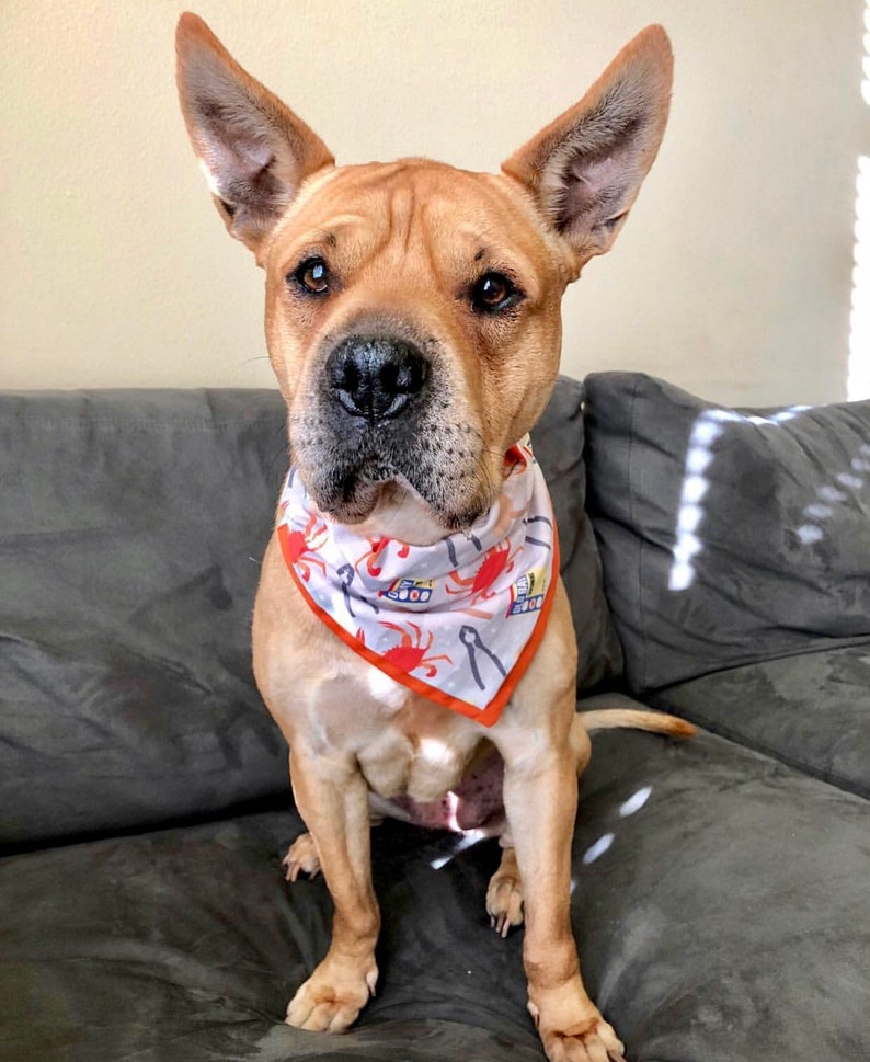 CrabsOld BayMarylandSummer Dog Bandana