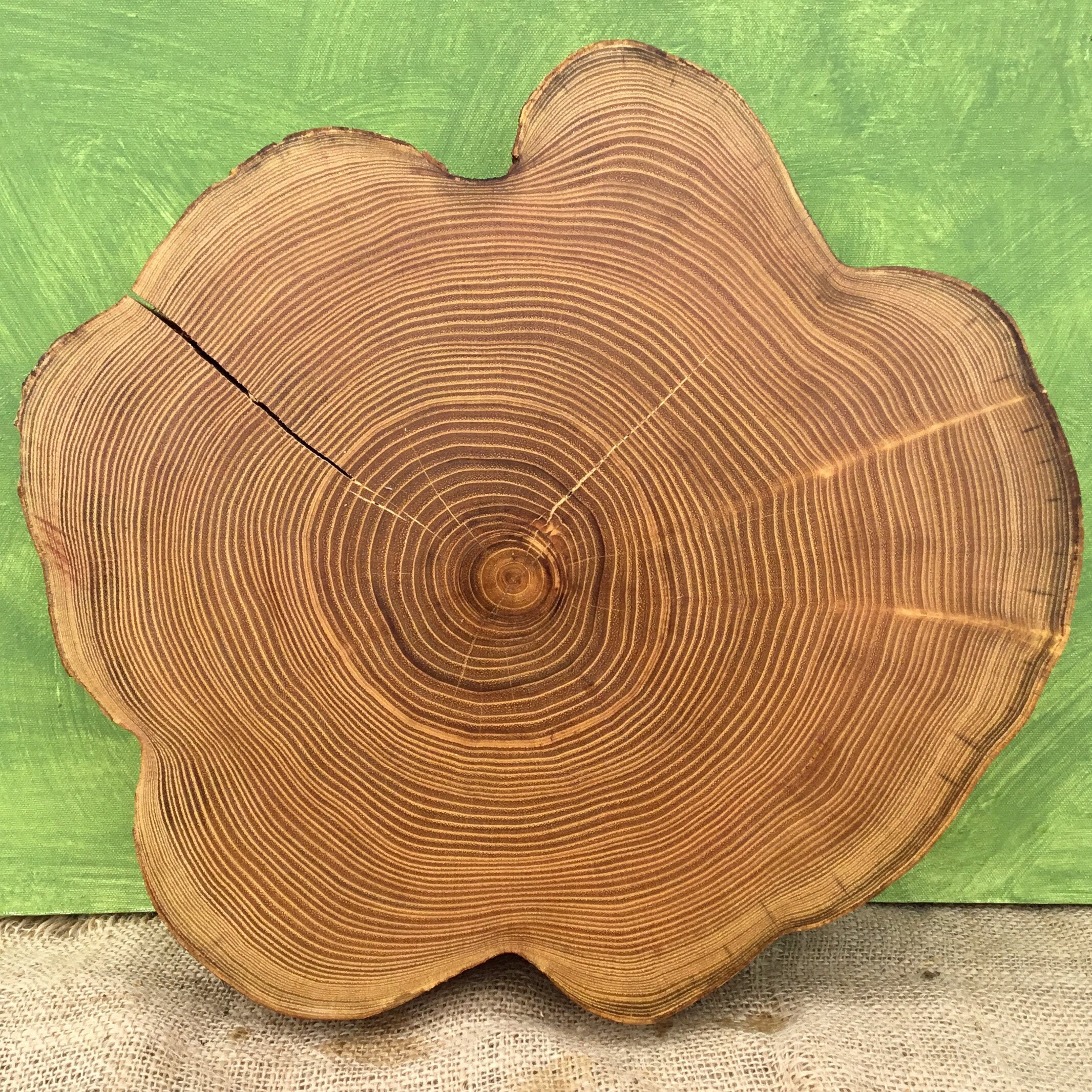 Locust Tree Wood