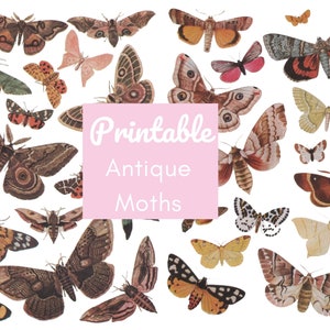 vintage Moths PRINTABLE feuille de collage clipart encyclopédie botanique cottagecore vert sorcière livre des ombres éphémères, insectes papillons