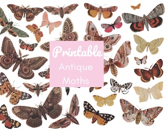 May include: Printable Antique Moths is the text on a pink banner in front of a collection of vintage illustrations of moths in various colors and patterns.