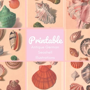 May include: Printable Antique German Seashell Illustrations. A collage of nine vintage illustrations of seashells in various colours and patterns, including pink, green, brown, and white.