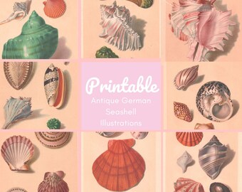 May include: Printable Antique German Seashell Illustrations. A collage of nine vintage illustrations of seashells in various colors and patterns, including pink, green, brown, and white.