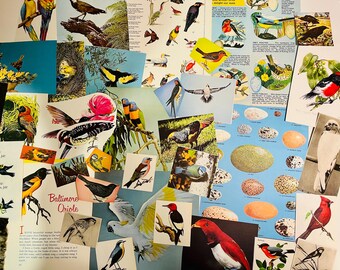 May include: A collection of vintage bird illustrations and prints, featuring various species in vibrant colors. The assortment includes images of parrots, orioles, and other birds, along with depictions of eggs and nests.