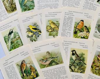 Vintage Birds ephemera book pages illustrated bird scientific colour plates, junk journaling collage kit, 15pc, scrapbooking