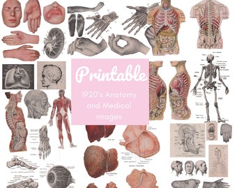 Illustrations d'anatomie antiques : images de l'encyclopédie médicale des années 1920 (téléchargement numérique)