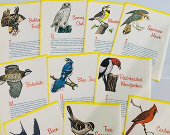 May include: A collection of vintage bird identification cards with yellow borders. Each card features a detailed illustration of a different bird, including a Golden Eagle, Snowy Owl, and Sparrow Hawk, along with descriptive text. The cards are arranged on a light background.