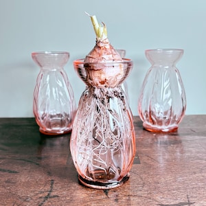 May include: Four pink glass vases, three empty and one holding a bulb with roots. The vases have a decorative leaf pattern and a flared top. The bulb is partially submerged in water, with roots visible.