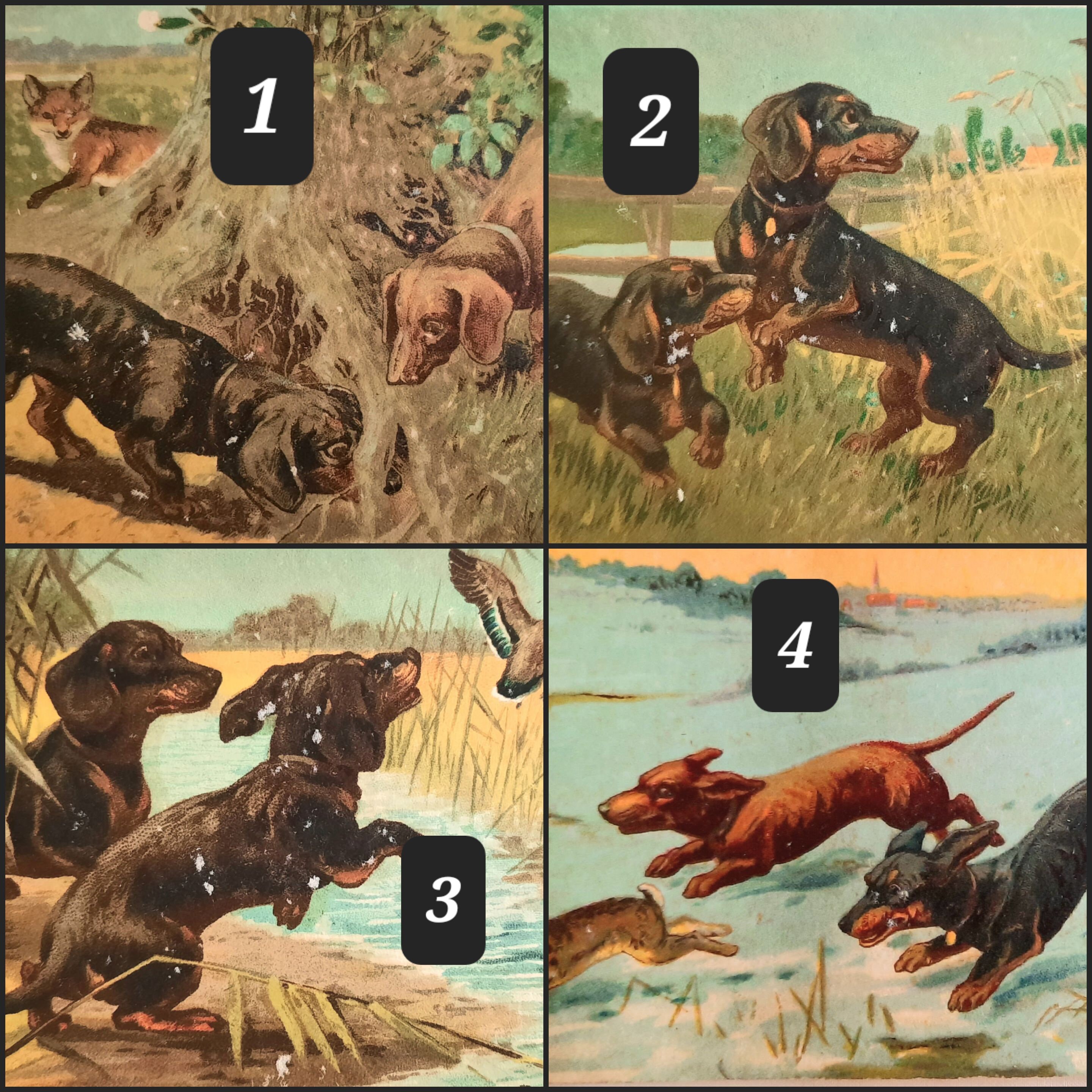 Vintage Dogs Postcard, 1900's Dachshund Picture, Doxie, Sausage