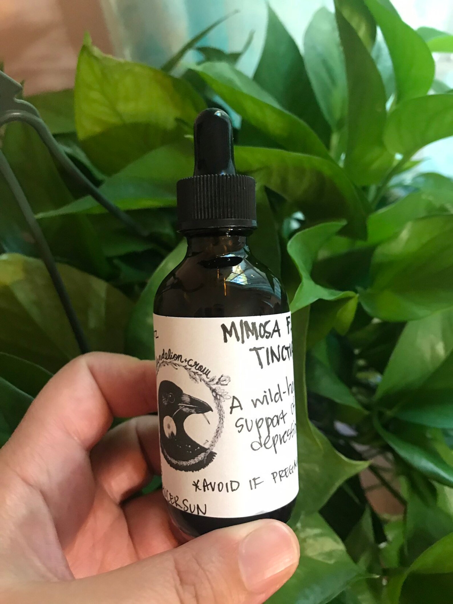 Mimosa Tincture: The Side Effects That Might Surprise You - c6dned0