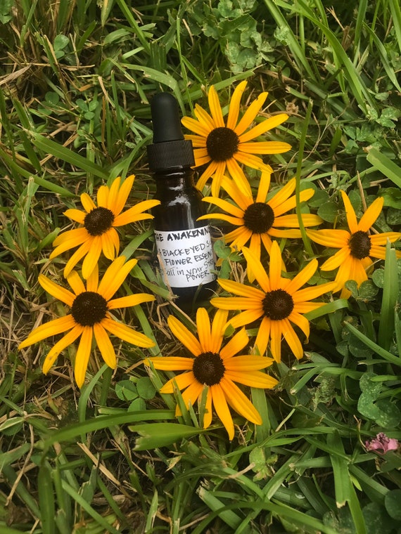 Black Eyed Susan Flower Essence Etsy