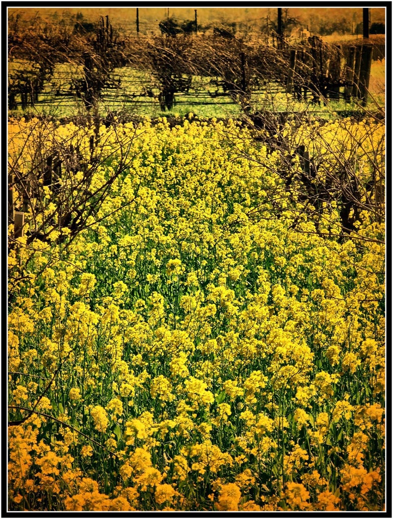 Napa Photography Mustard Flowers Napa Vineyard Photography Etsy
