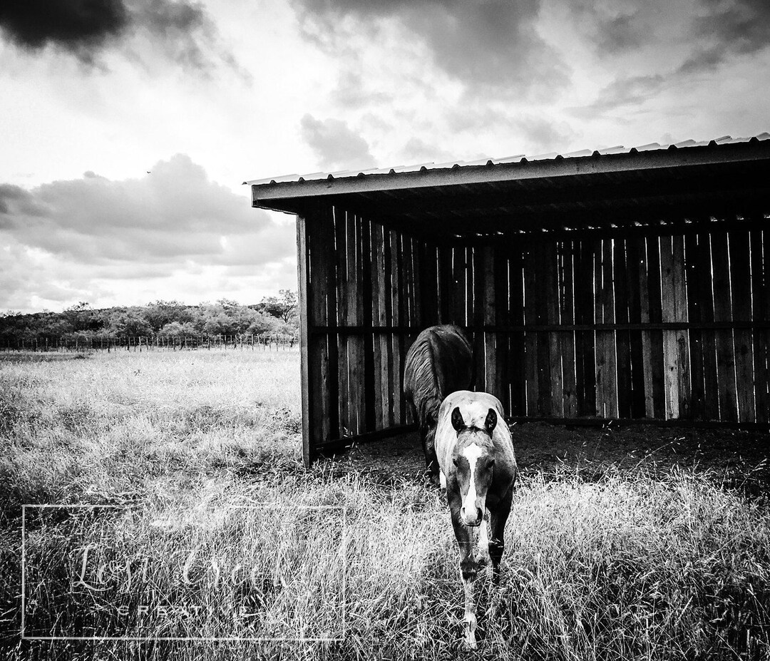 Horse Photography Black and White Ranch House Rustic Wall - Etsy