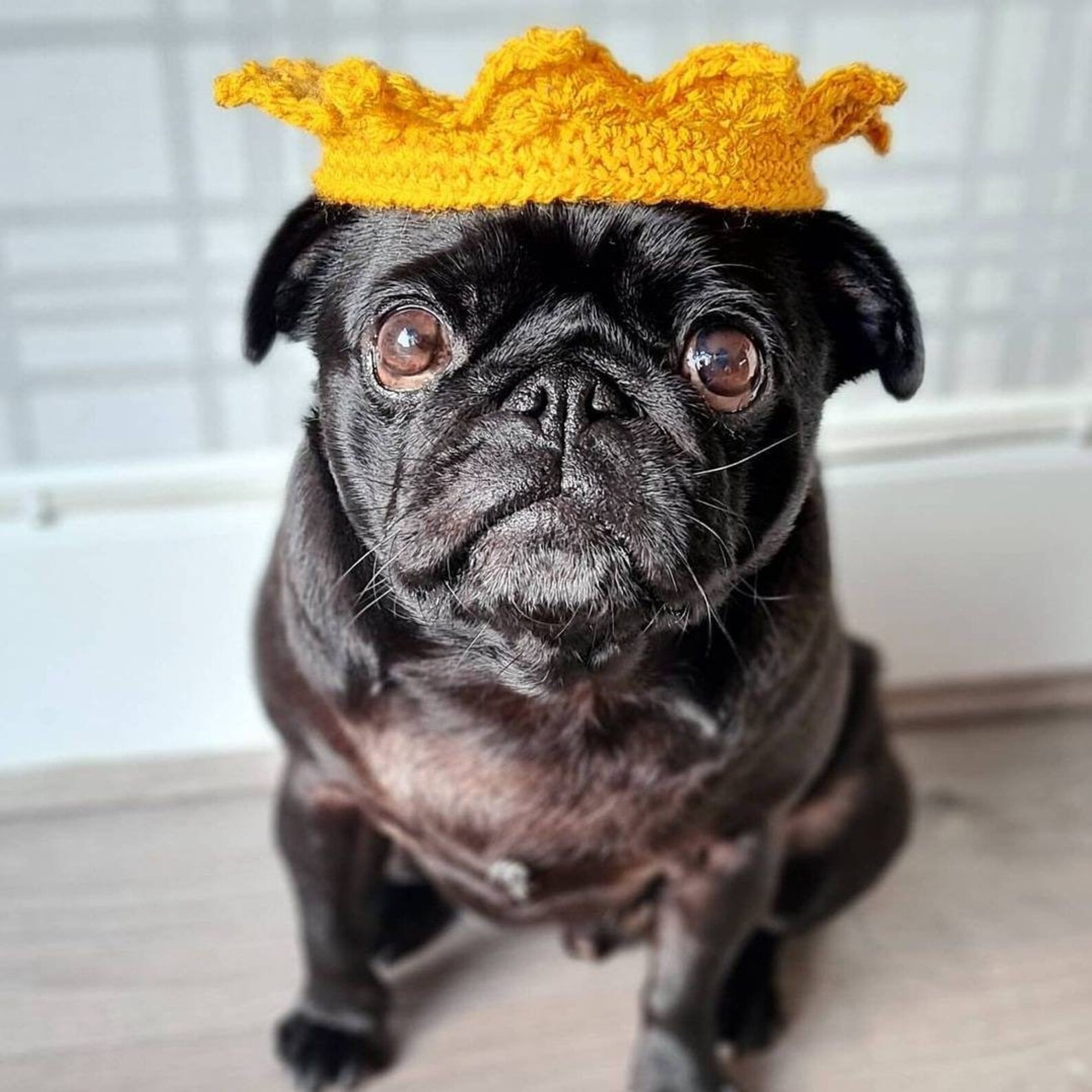 Crochet Dog Crown Crochet Crown Hats for Dogs Royal Dogs Etsy