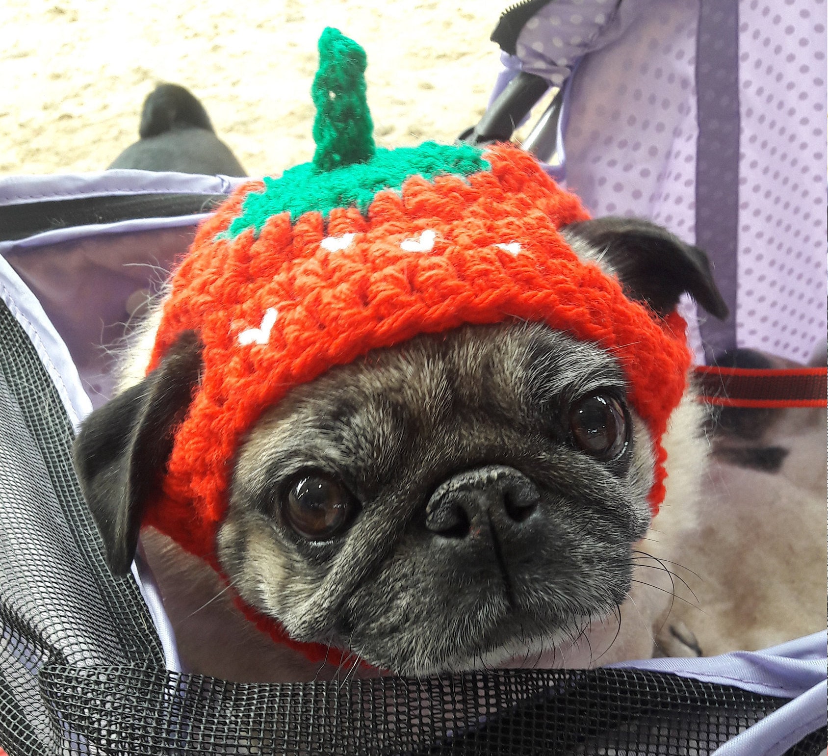 Crochet Strawberry Dog Hat Strawberry Pug Hat Hats for Dogs Etsy