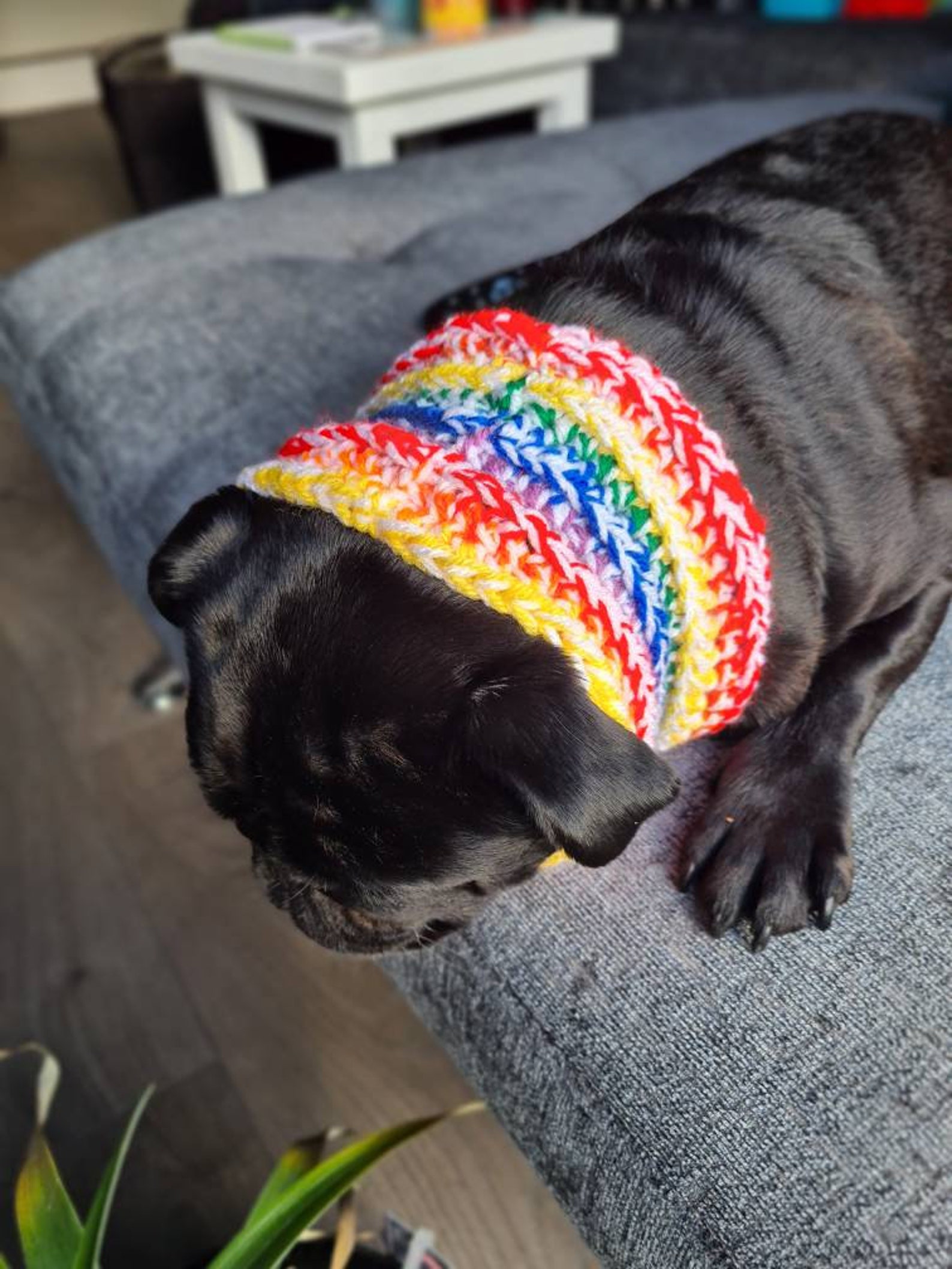 Häkeln Regenbogen Pastell Hund Snood Chunky Hund Snood Hund Etsy