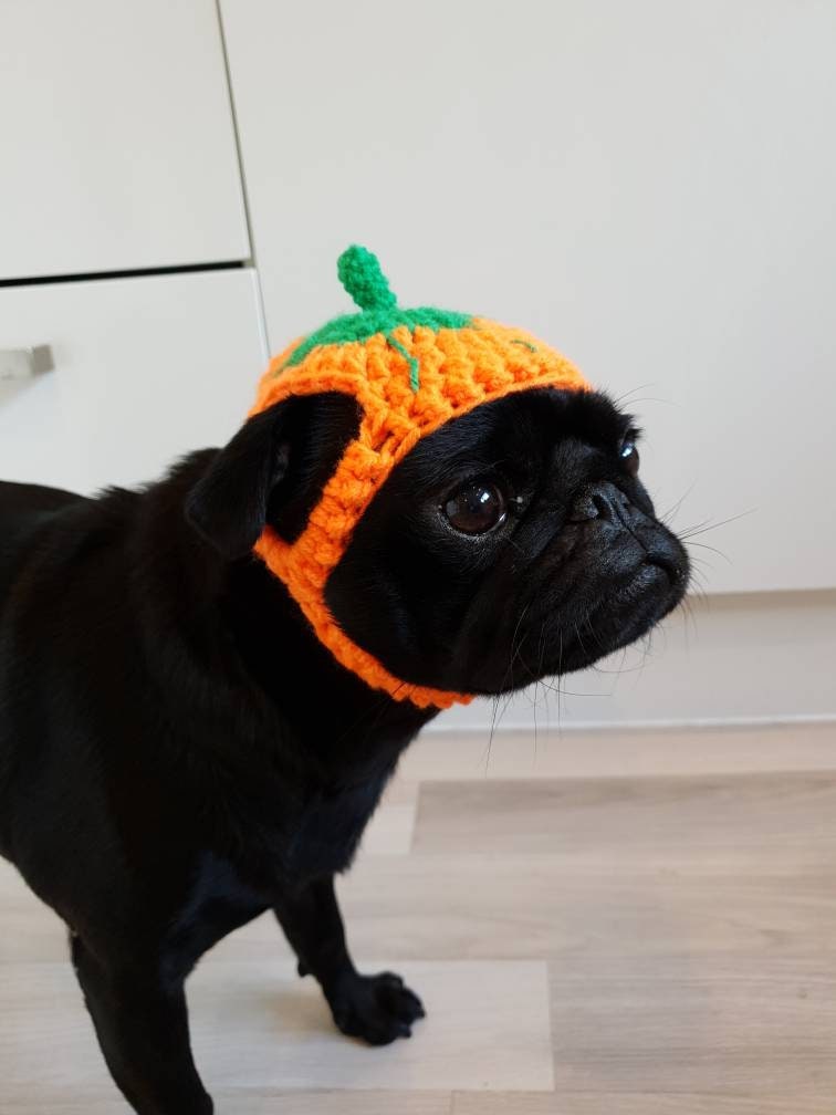 Pumpkin Halloween Dog Hat Crochet Pumpkin Hat Hat for Dogs Etsy