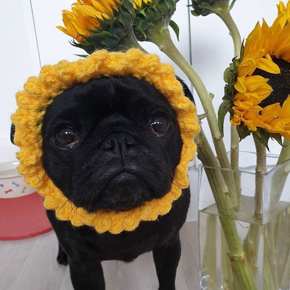 Crochet Flower Dog Hat Flower Pug Hat Hats for Dogs Hats for Pugs Crochet Hat Pug Hat Winter Hat Crochet Hat Flower Dog Hat Dog Hat Etsy Canada