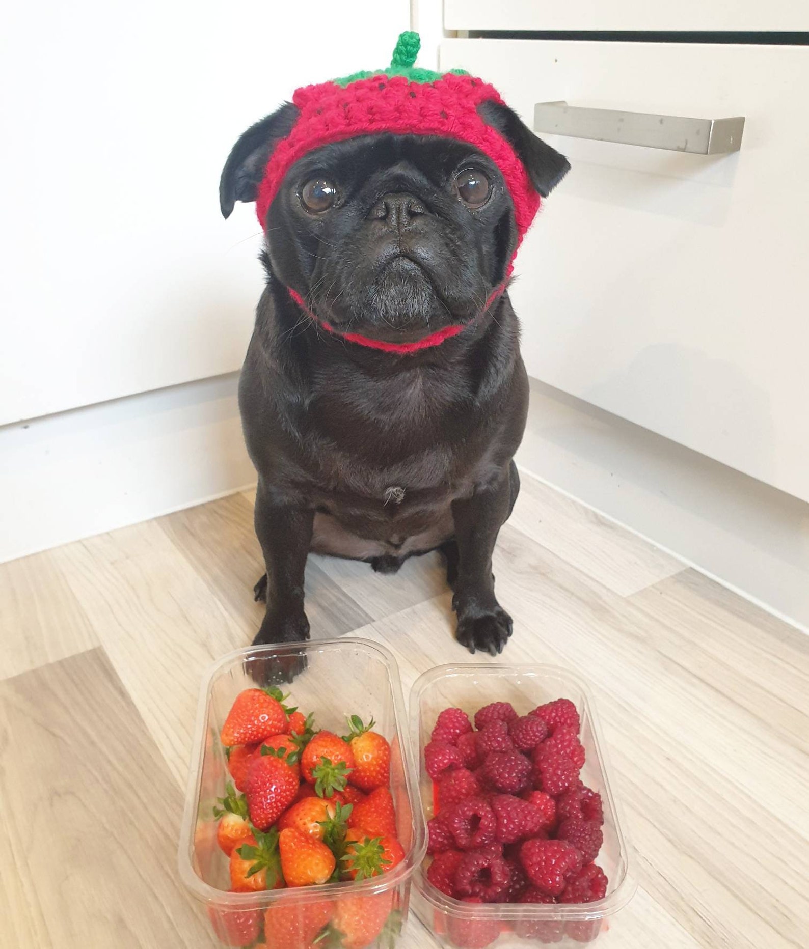 Crochet Strawberry Dog Hat Strawberry Pug Hat Hats for Dogs Etsy