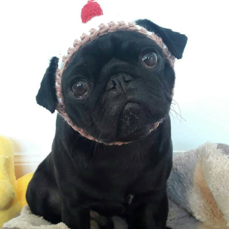 Crochet cupcake dog hat cupcake hat hats for dogs hats for pugs crochet hat pug hat winter hat crochet hat cupcake hat dog fashion imagem 5