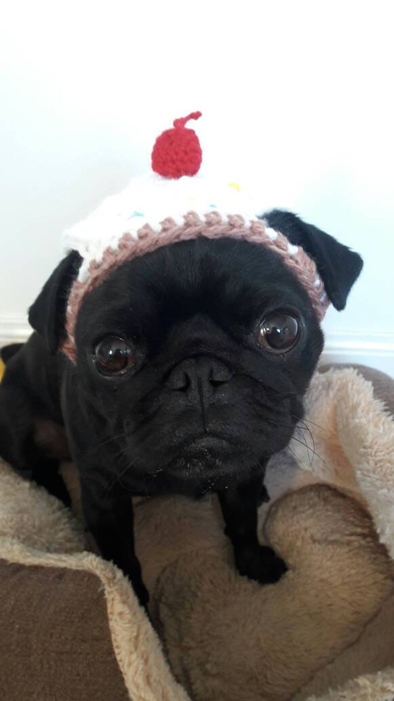 Crochet cupcake dog hat cupcake hat hats for dogs hats for pugs crochet hat pug hat winter hat crochet hat cupcake hat dog fashion imagem 4