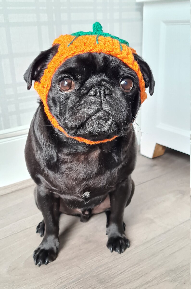 Pumpkin Halloween Dog Hat Crochet Pumpkin Hat Hat for Dogs Etsy