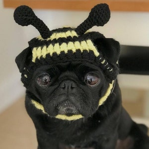 Puede incluir: Un carlino negro con un disfraz de abeja de crochet con rayas amarillas y negras. El disfraz tiene una pequeña antena en la parte superior.