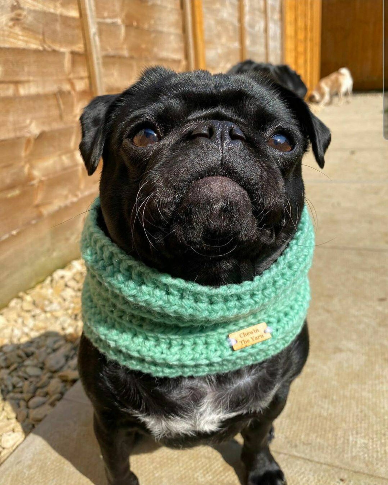 Crochet Chunky Dog Snood Chunky Dog Snood Dog Snood Dog Etsy UK
