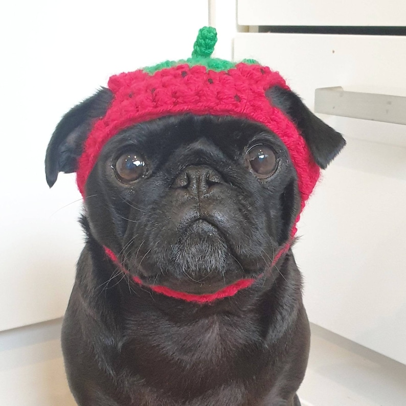 Crochet Strawberry Dog Hat Strawberry Pug Hat Hats for Dogs Etsy