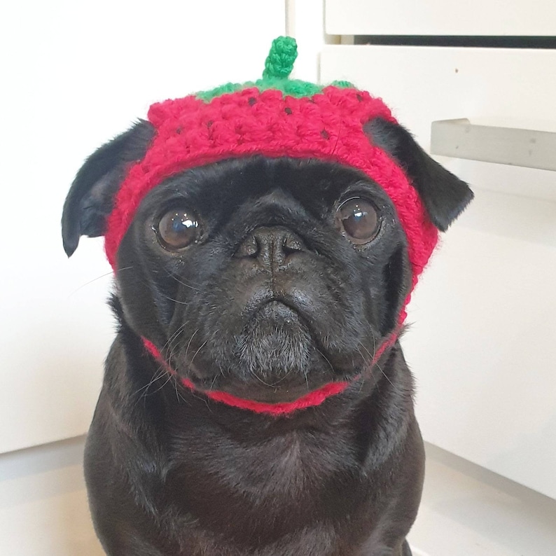 pug hats for dogs