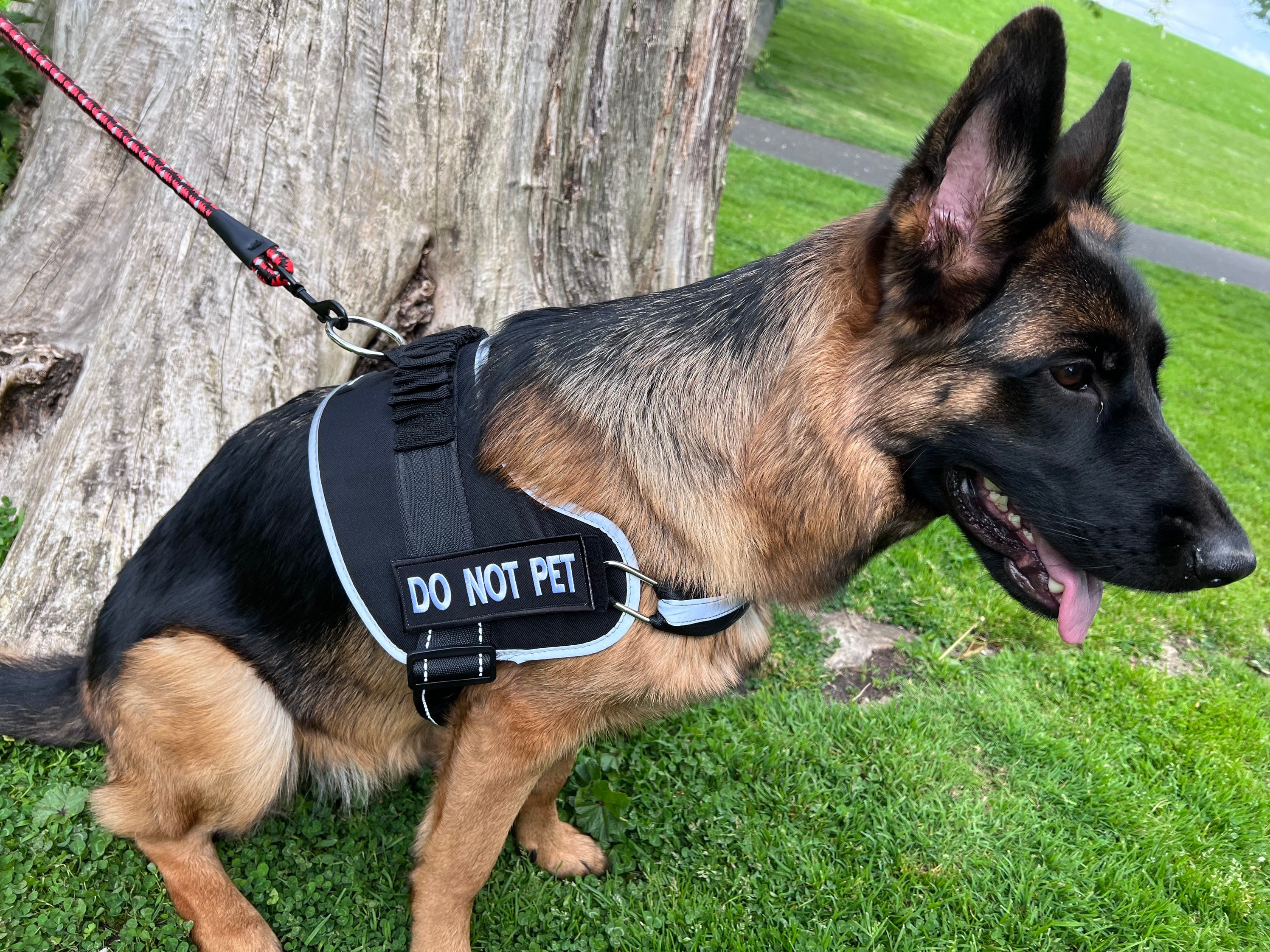 Boss Dog Police K-9 Nylon Dog Harness Velcro Patch, Black & White, Large -  Yahoo Shopping