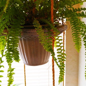 May include: A green fern plant hanging in a brown pot from a macrame plant hanger. The plant is hanging in front of a window with white blinds.