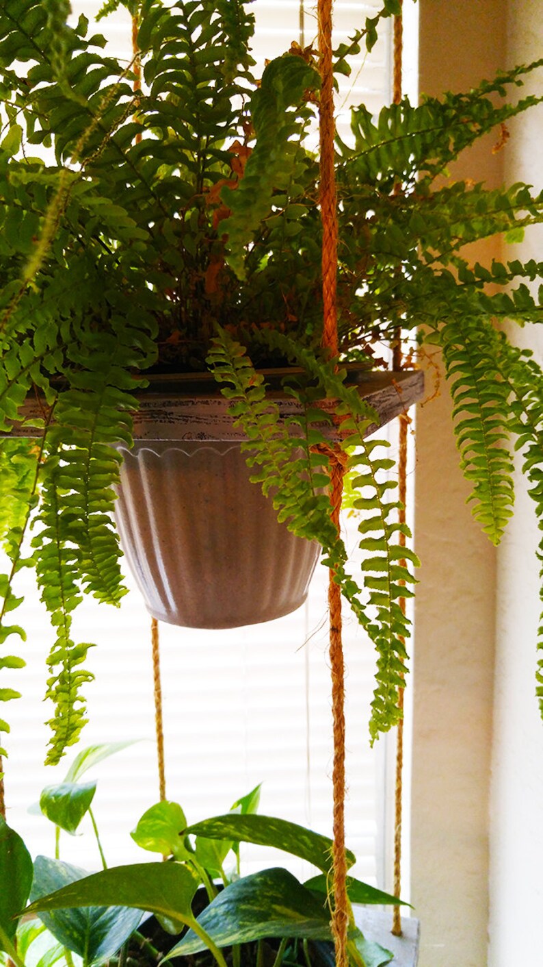 May include: A green fern plant hanging in a brown pot from a macrame plant hanger. The plant is hanging in front of a window with white blinds.