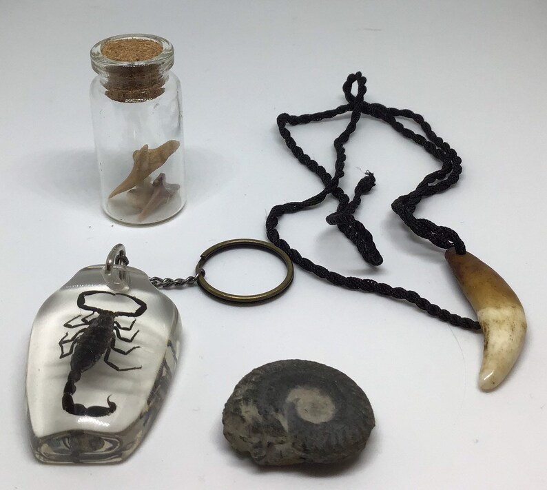 Oddities Stater Kit with REAL mouse organs