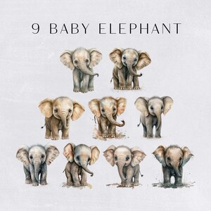 Baby Elefant Aquarell Clipart, niedlich ClipArt für kommerzielle Nutzung, transparente PNGs, afrikanische Safari Zoo Tier, Elefantenbabys, Kinderzimmer Bild 3