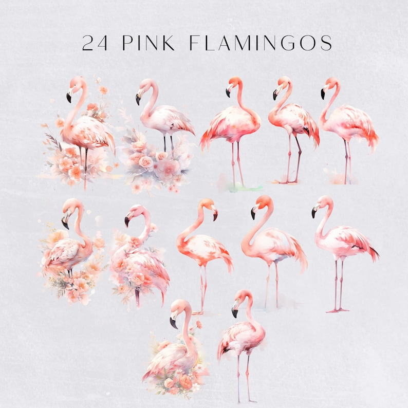 a group of pink flamingos standing next to each other