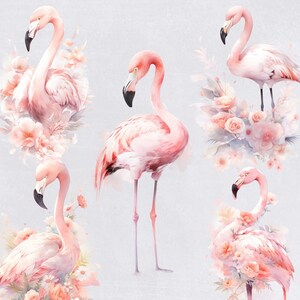 a group of pink flamingos standing next to each other