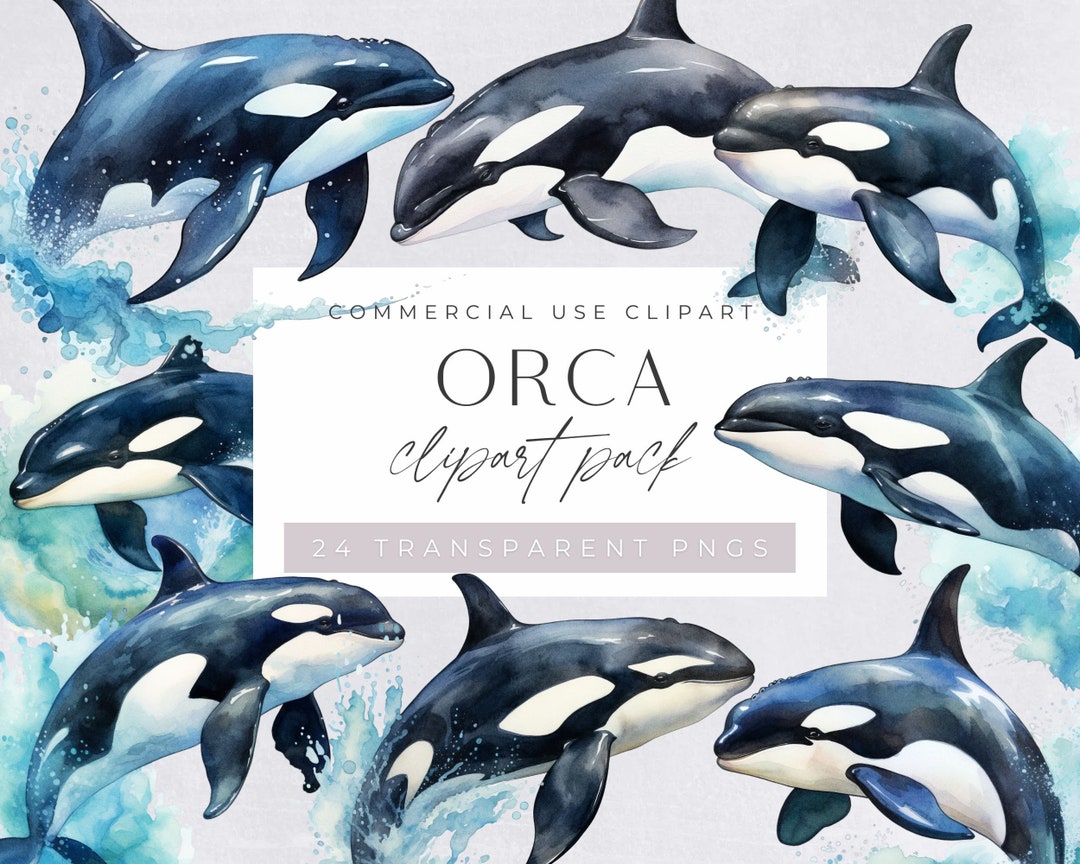 Orca Whale Clipart, Killer Whale, Marine Mammals, Big Fish, Ocean Life,  Under the Sea, Junk Journal, Transparent Png, Commercial Use - Etsy