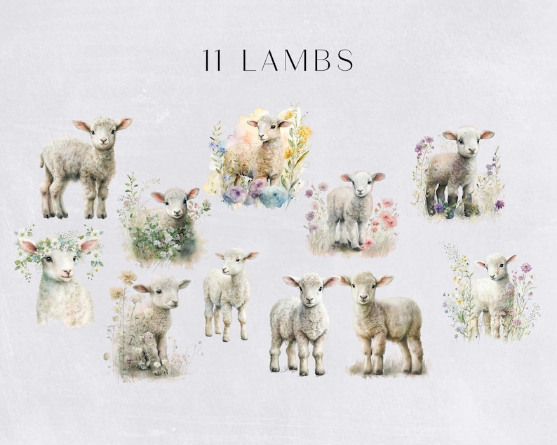 May include: A watercolor illustration of 11 lambs in a field of flowers. The lambs are white and fluffy, and the flowers are in shades of pink, purple, and yellow. The text "11 LAMBS" is written at the top of the image.