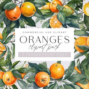 Clipart de laranjas em aquarela, clipart de verão tropical para uso comercial, PNGs transparentes, frutas botânicas cítricas, download instantâneo, guirlanda