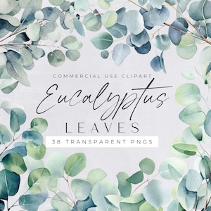 Aquarel eucalyptusbladeren clipart, kransen, groen, groen gebladerte, bloemen planten, bruiloft uitnodiging illustraties, transparante png