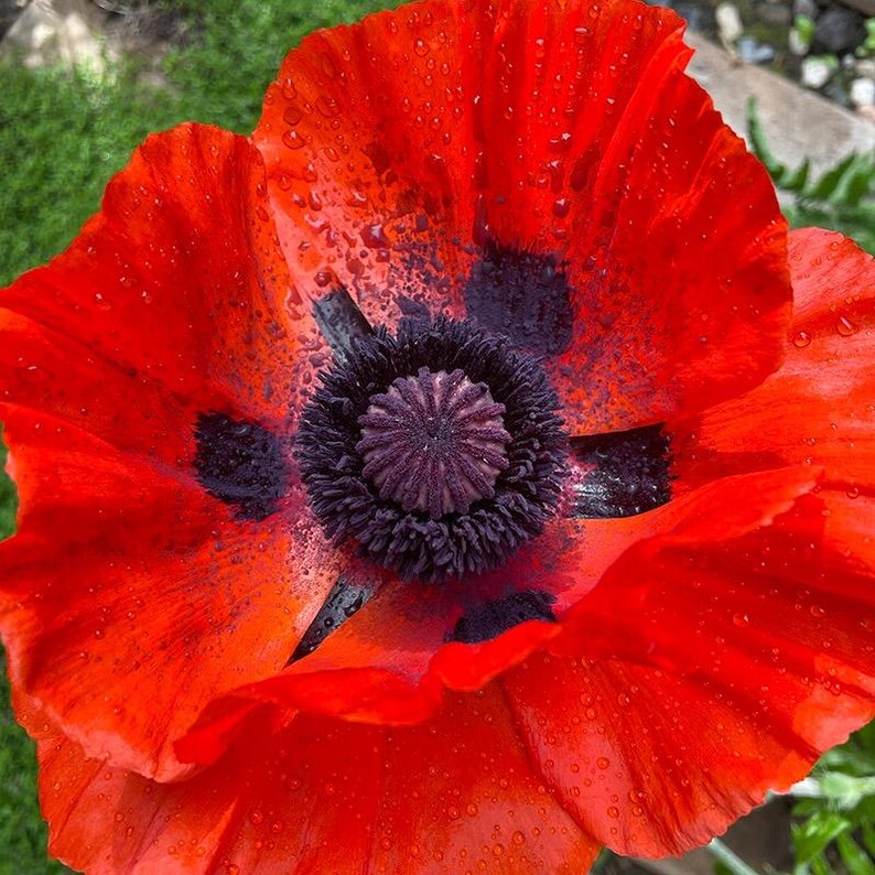 Small Ruffled Poppy Ornamental Poppy Seeds - Red - Etsy