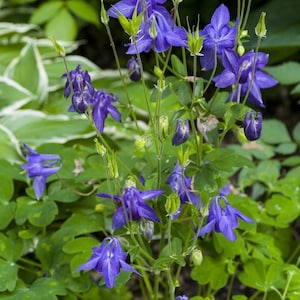 Columbine