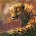 see more listings in the Big Cats section