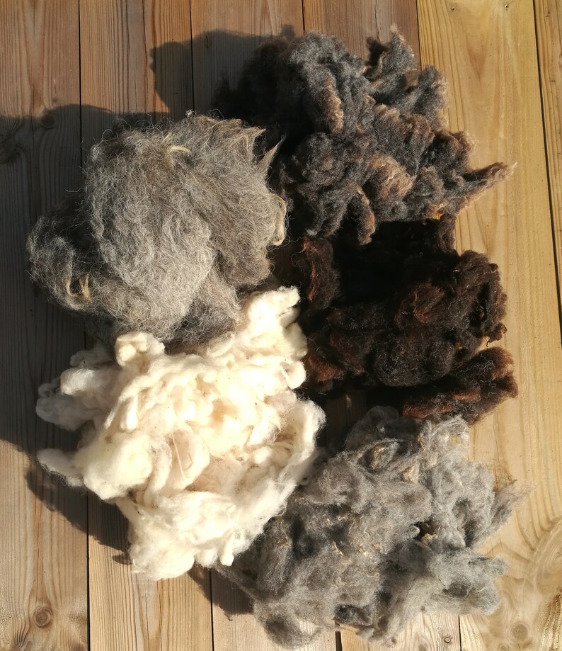 Washed wool set sheep fleece sample natural fleece set Etsy