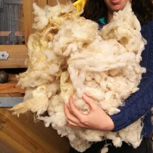 May include: A large amount of white and cream colored sheep wool being held by a person. The wool is fluffy and soft.