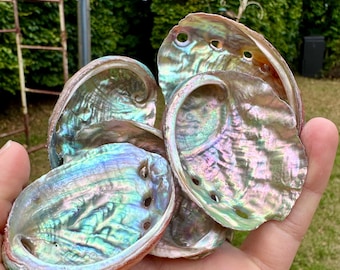 アワビの貝殻20個（20個セット）：虹色のパウア貝の耳、工芸品と装飾品