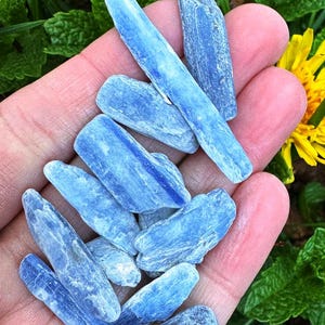 May include: A collection of blue kyanite crystals. The crystals, in various shapes, are a pale blue hue with a textured appearance. They are held in an open hand, with a yellow flower and green leaves visible.