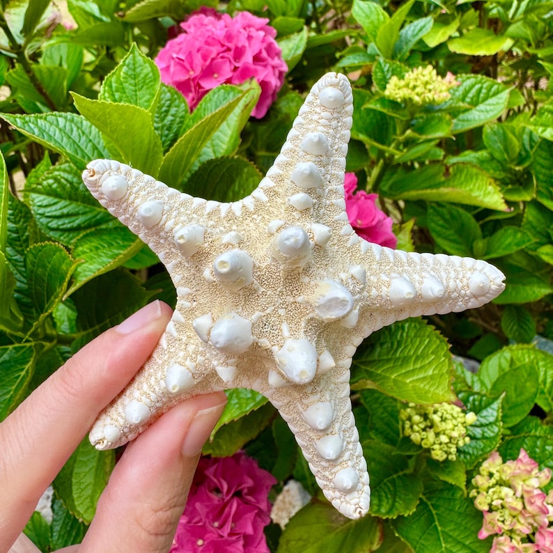 May include: A cream-colored starfish with white, textured protrusions. The starfish is held in front of a backdrop of green leaves and pink hydrangea flowers. The starfish has five points and a rough surface.
