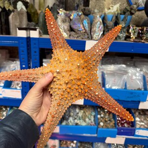 Starfish Giant Dried 10inch Natural Seaside Decor real starfish big starfish natural starfish large starfish coastal gift beach decor treat image 11