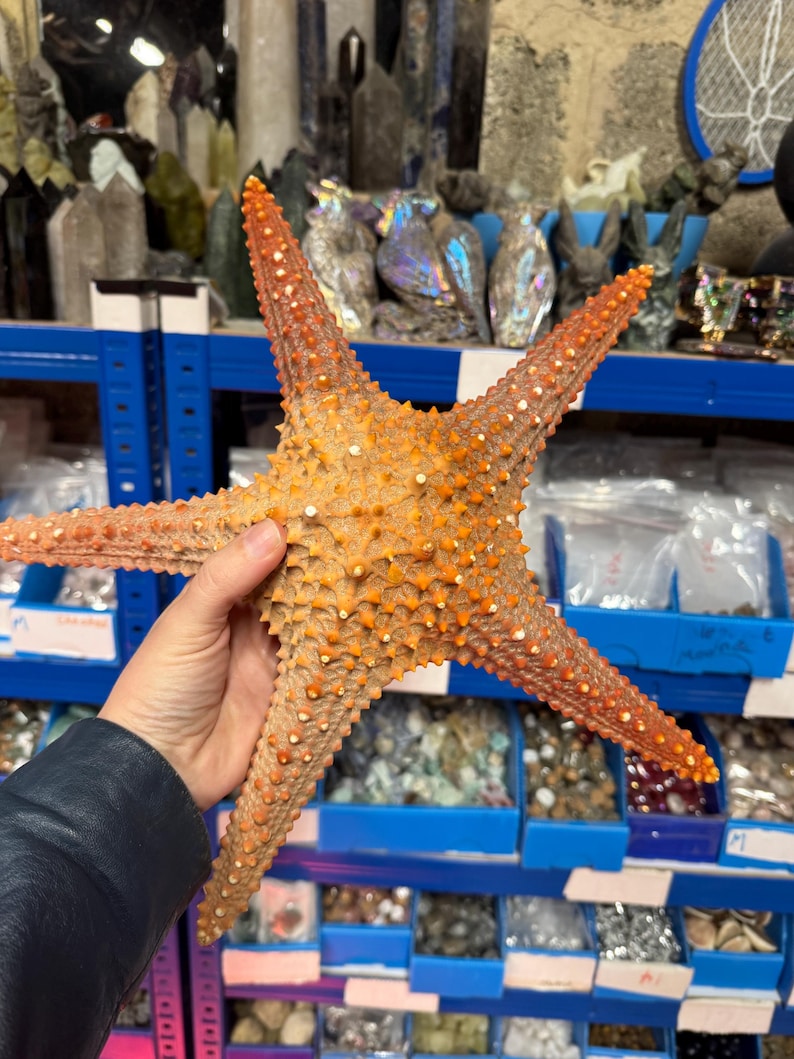 Starfish Giant Dried 10inch Natural Seaside Decor real starfish big starfish natural starfish large starfish coastal gift beach decor treat image 11